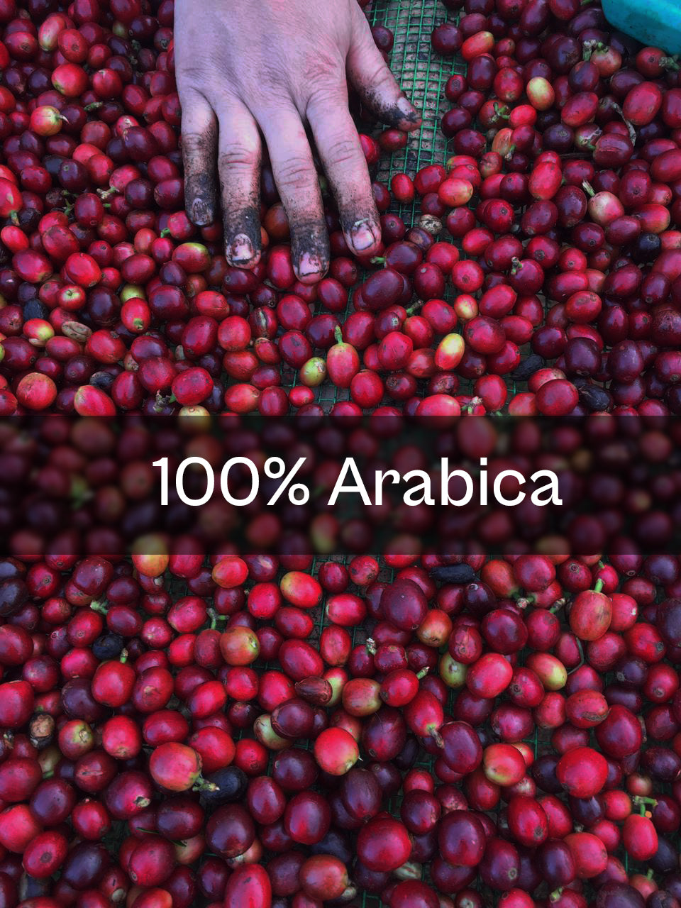 100% Arabica beans